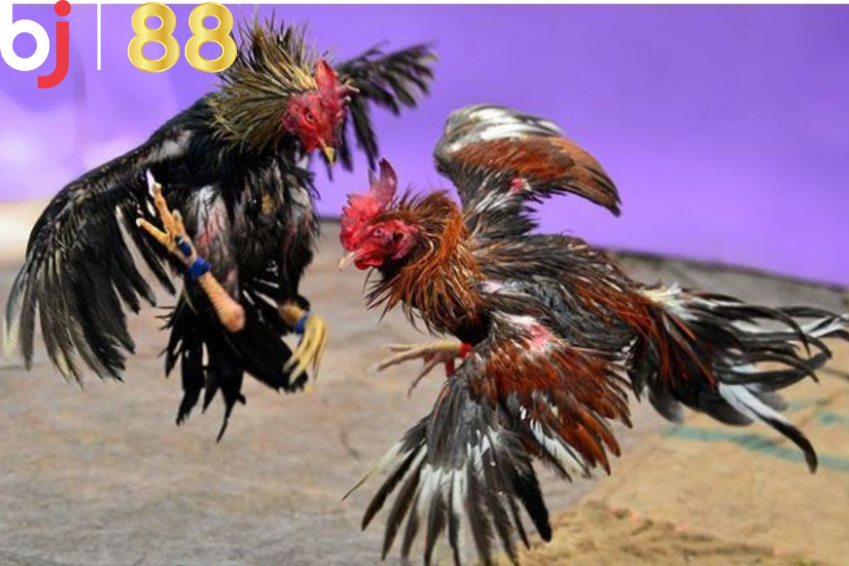 Các trận đá gà nổi tiếng tại BJ88 Việt
