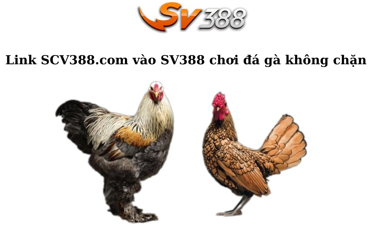 Link SCV388.com vào SV388 chơi đá gà không chặn