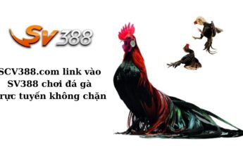 SCV388.com link vào SV388 chơi đá gà trực tuyến không chặn