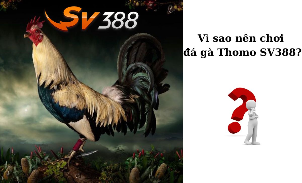 Vì sao nên chơi đá gà Thomo SV388?